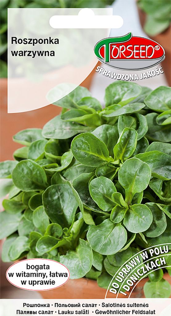 Samen des Gemüsesalats Verte de Cambrai 2g - Torseed Produktbild 