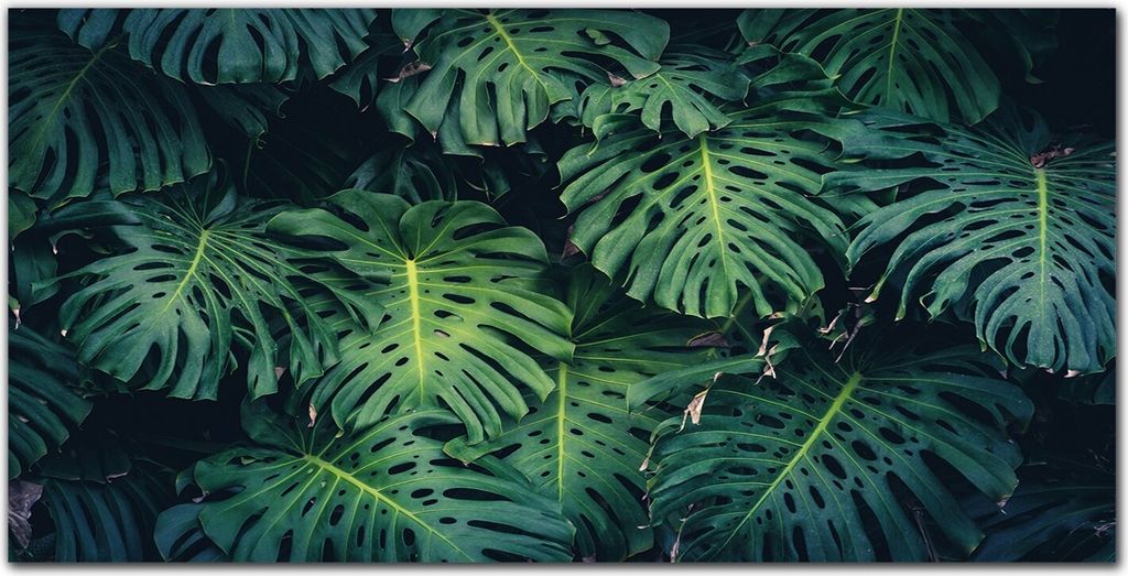 Coloray Bild aus Acryl 140 cm x 70 cm - Wohnzimmer Bild auf Acrylglas Wanddekoration Gehärtetes Acryl Dekoration Küche - Blumenblatt