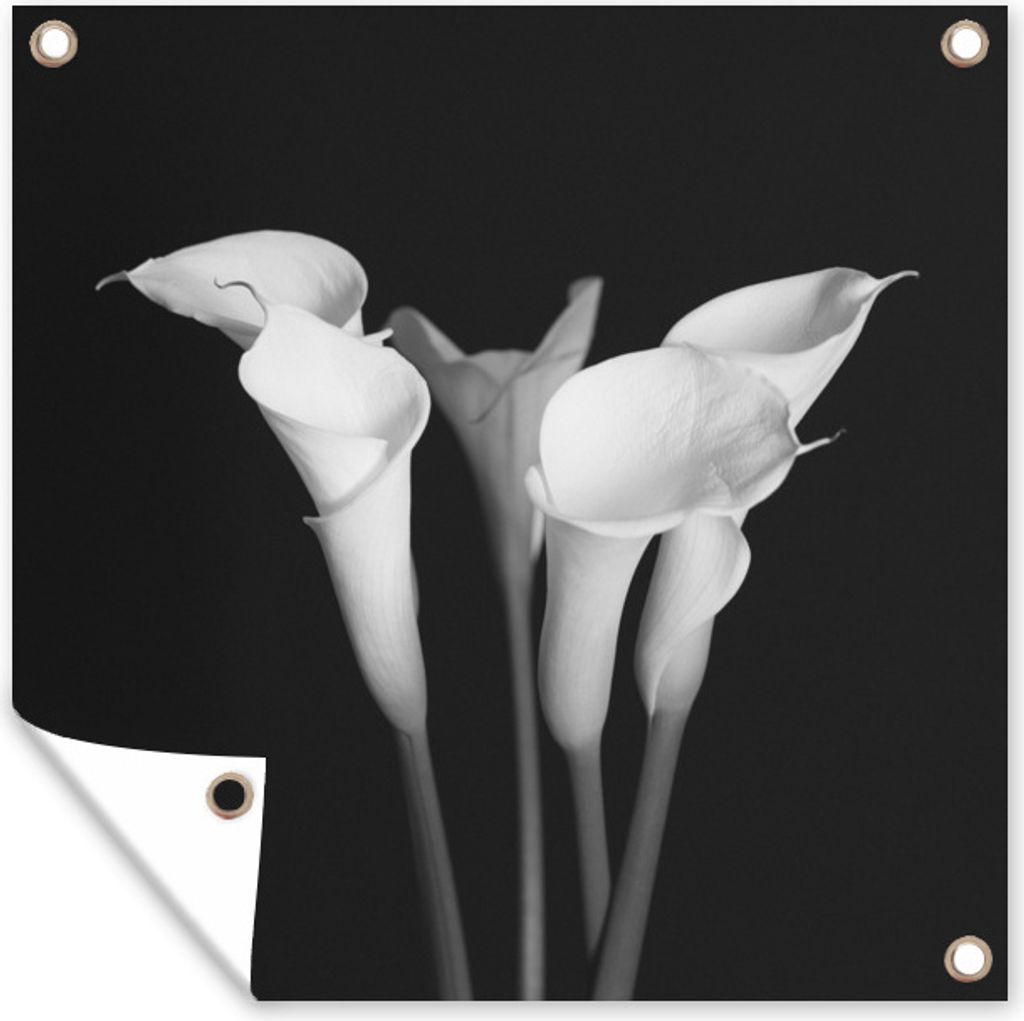 MuchoWow 50x50 cm Outdoor-Poster Gartendeko Sichtschutz Garten Poster für den Garten Eine Nahaufnahme von Calla-Lilien-Blüten auf schwarzem Hi...