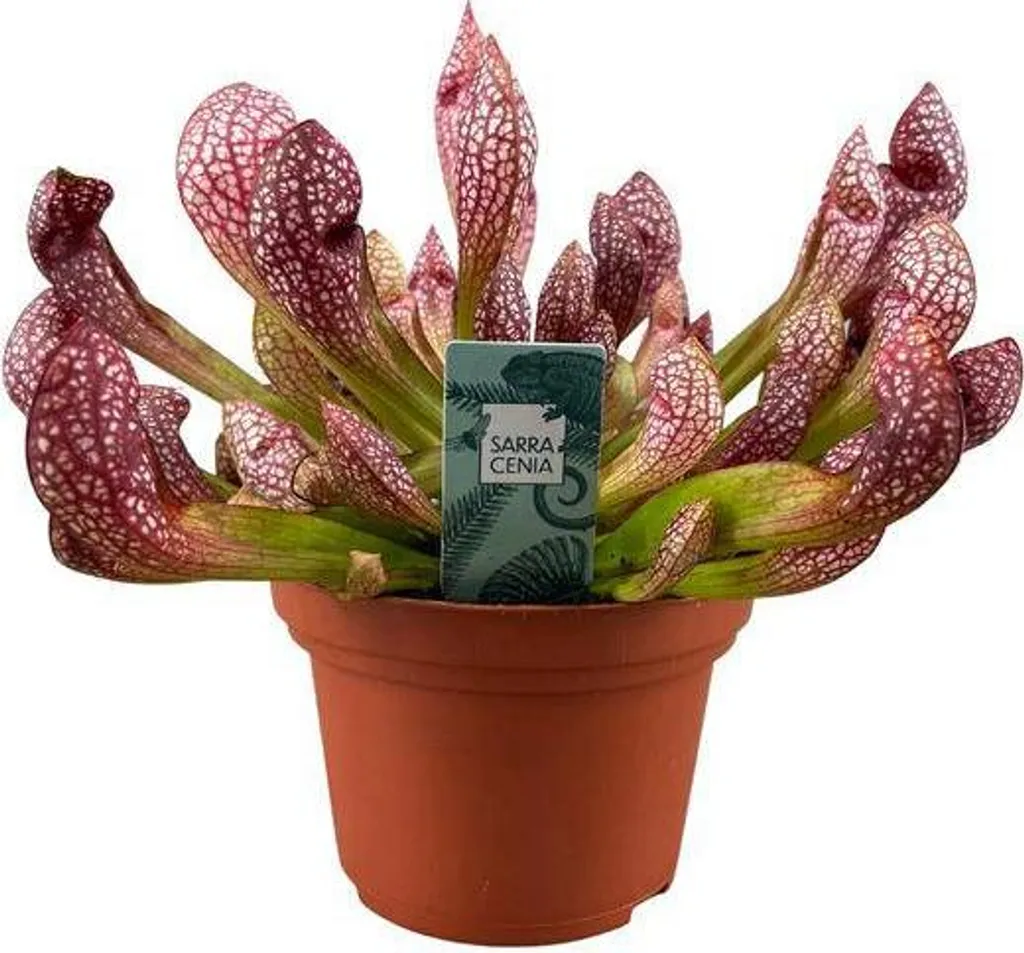 Plante carnivore Sarracenia anti-mouche naturelle maison et cuisine