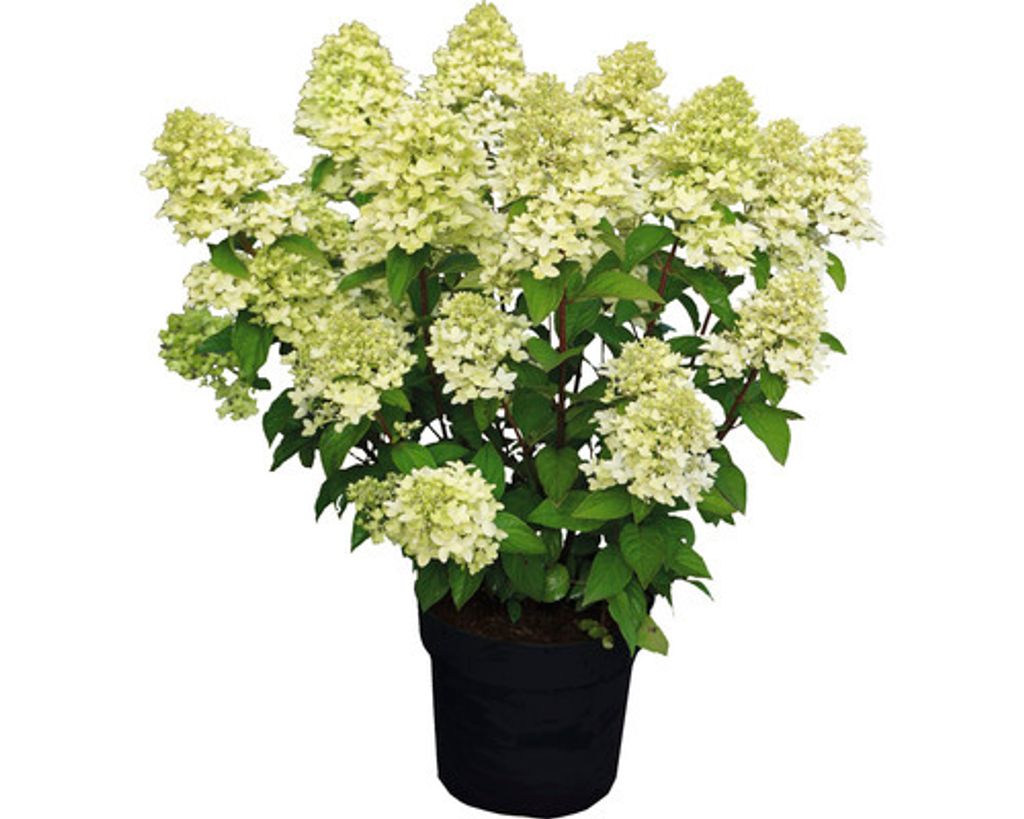 Rispenhortensie FloraSelf Hydrangea paniculata 'Magical Candle' H 50-60 cm Co 5 L