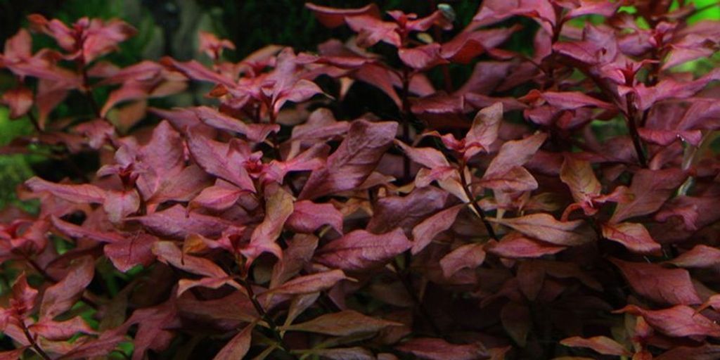 Aquarium Pflanze Ludwigia palustris AquaOne Nr.335B Produktbild 
