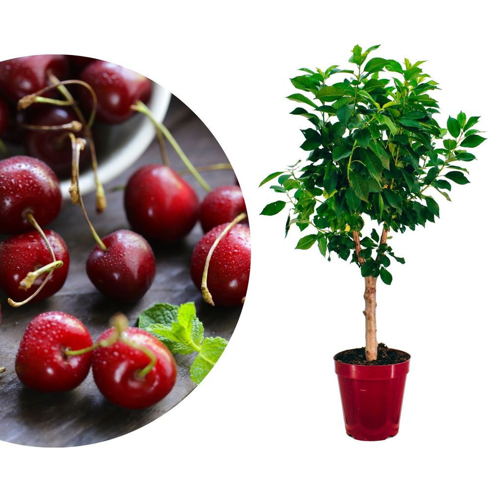 A collage of cherries and a potted cherry tree.