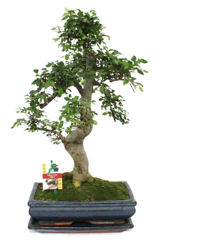 Bonsai jilm čínský – Ulmus parviflora – cca 12–15 let Obrázek produktu 