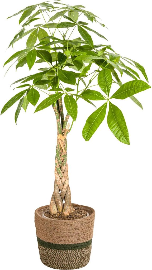 Pachira Aquatica Glückskastanie mit Korb Ø21cm 90-110cm Zimmerpflanze