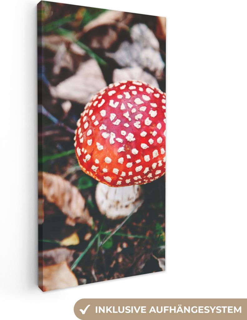 MuchoWow - Leinwandbilder - Herbst - Pilz - Blätter - Natur, Wandbild, Wanddeko Bilder Wohnzimmer, 20x40 cm