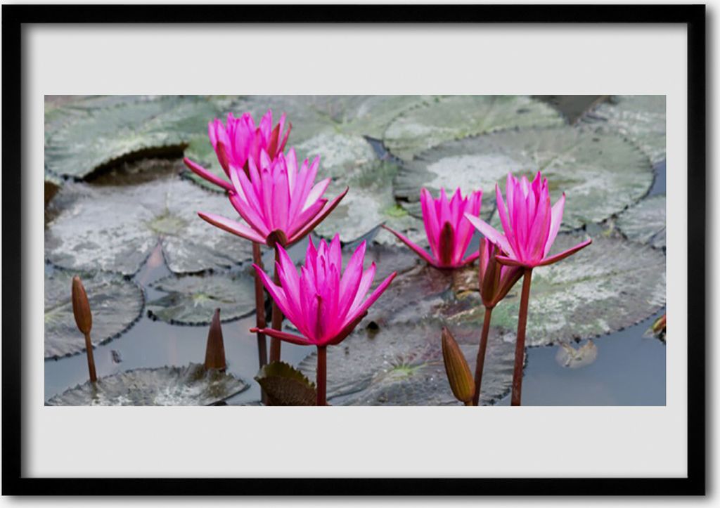 Bild 70x50 MDF-Rahmen Wandkunst Blumen Pflanzen Natur
