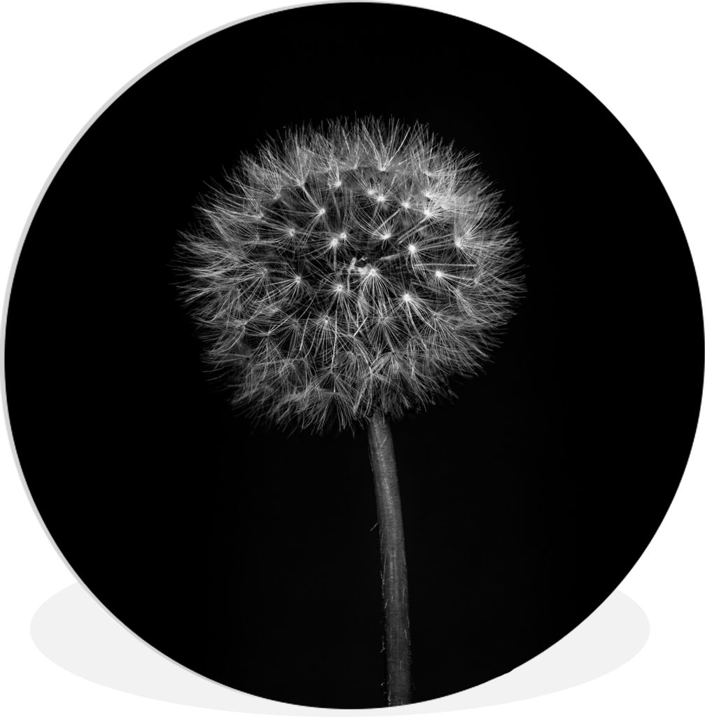 MuchoWow Rundes Wandbild - Runde Bilder Löwenzahn - Schwarz - Floral - Botanisch Ø 90 cm Kreis Wanddekoration Kunststoff - Wandkreis - Wandschm...
