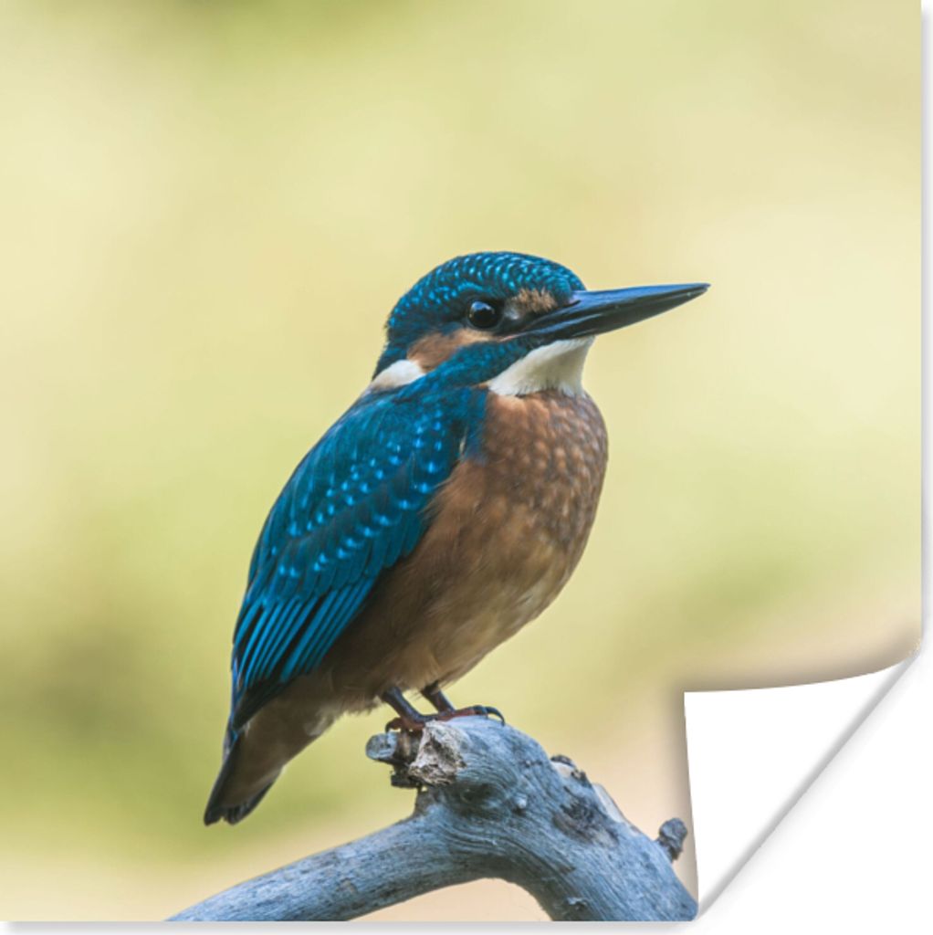 MuchoWow Poster Eisvogel - Zweig - Vogel 100x100 cm - Babyzimmer