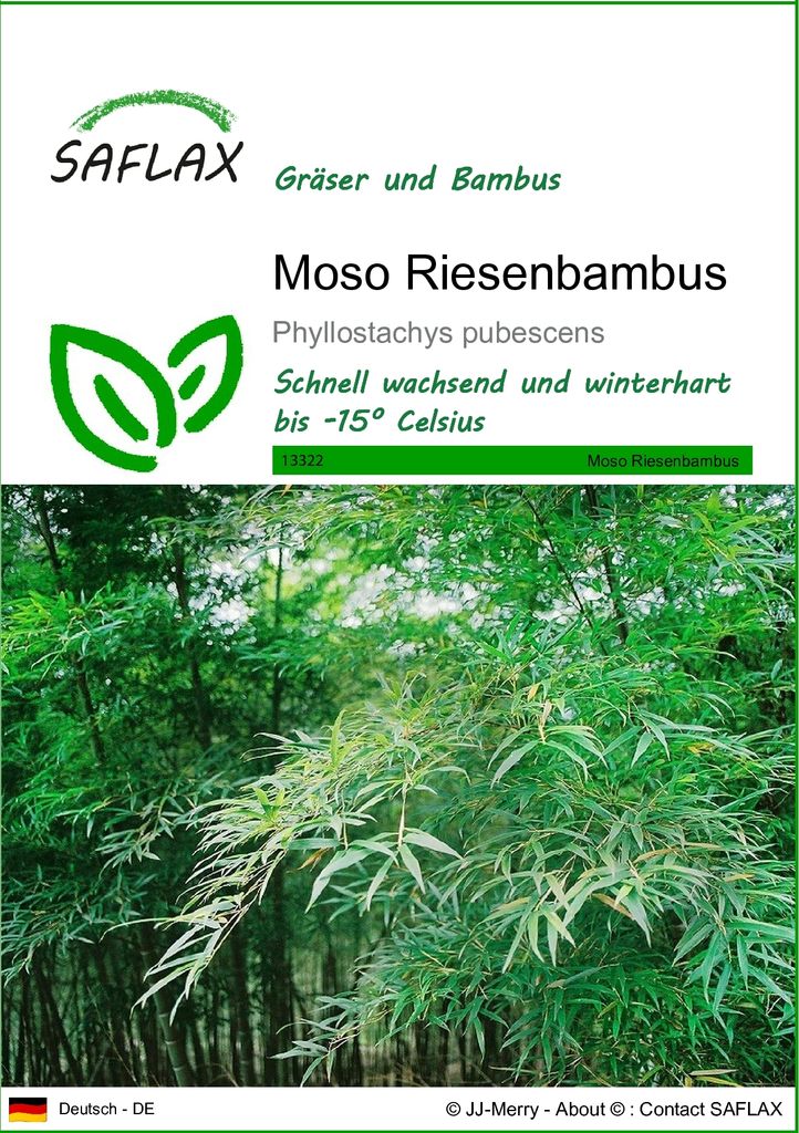 SAFLAX - Gräser-Bambus-Moso Riesenbambus - 20 Samen - Phyllostachys pubescens