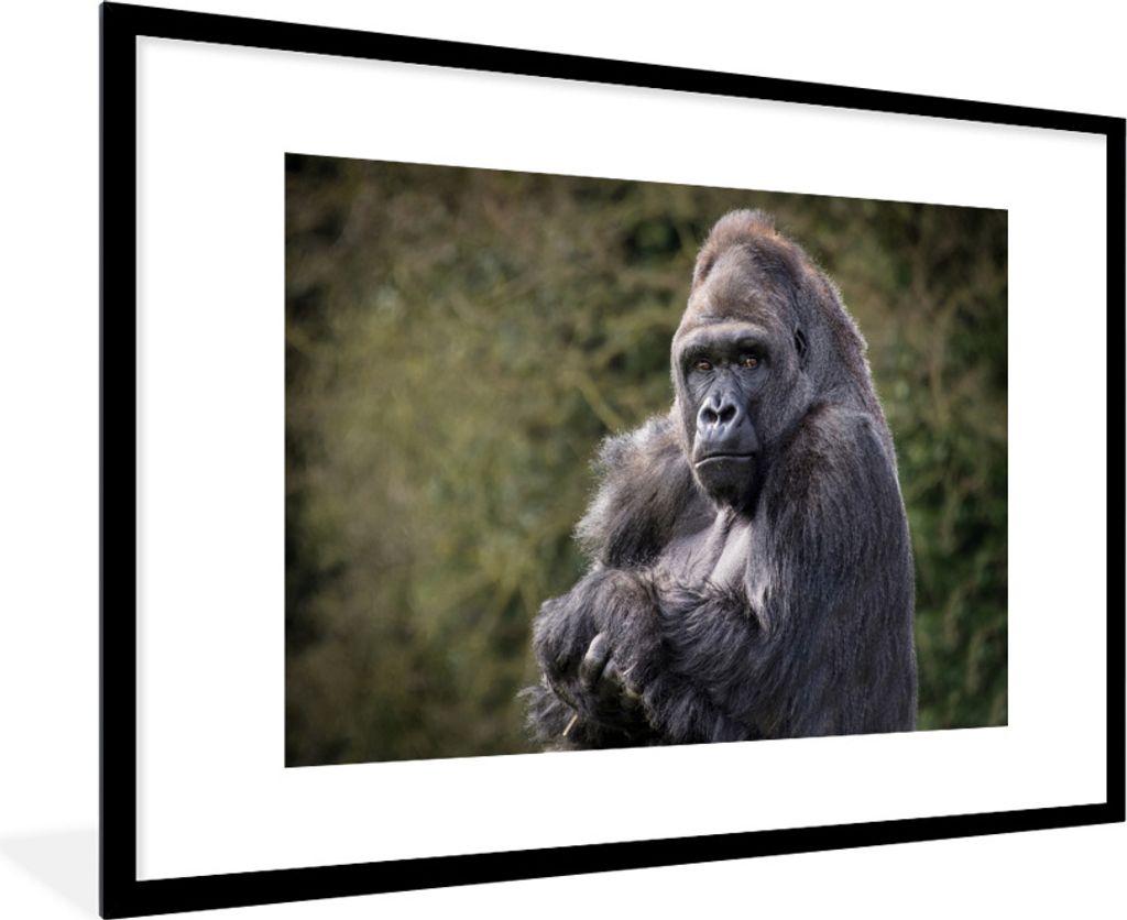 MuchoWow Gerahmtes Poster Großer Gorilla schaut direkt in die Kamera 90x60 cm - Poster mit Schwarzem Bilderrahmen Wandposter Rahmen Foto Bilder ...
