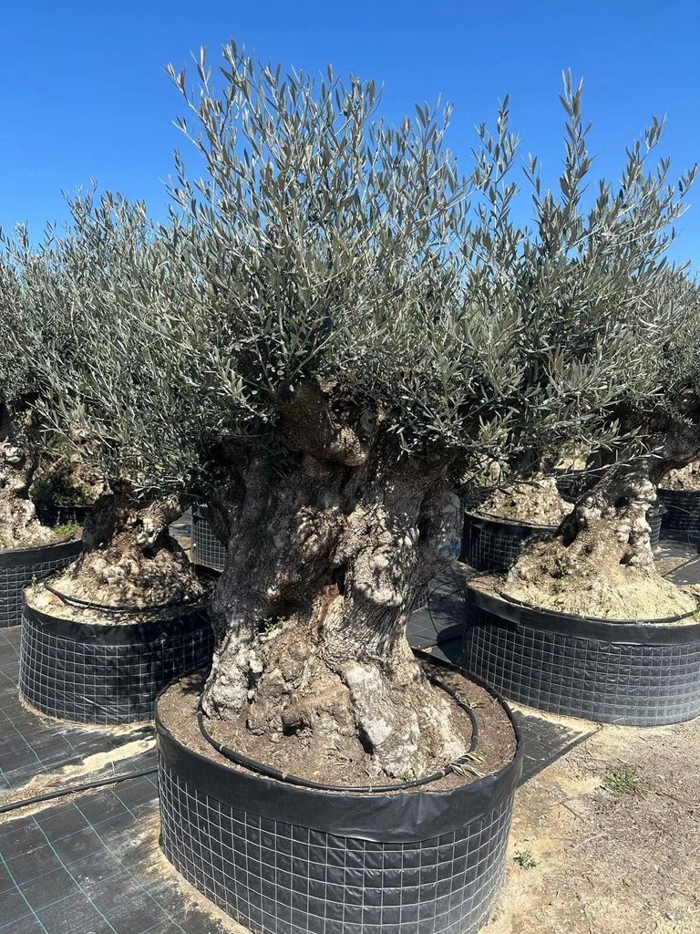 Olivenbaum XXL 200 Jahre Alter schöner knorriger Stamm Olea Europaea