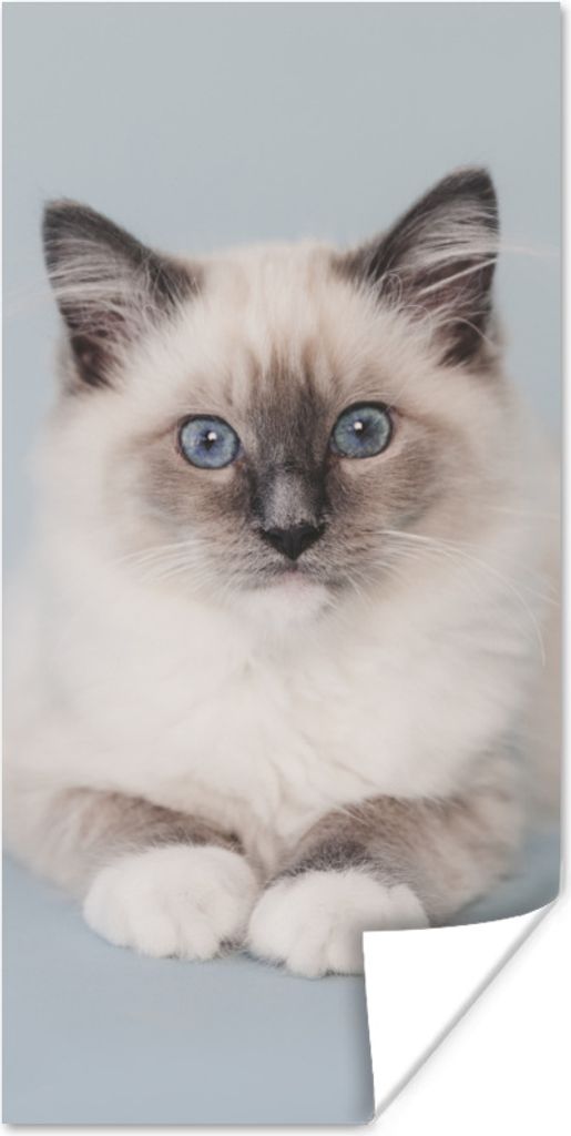 MuchoWow Poster Katze - Ragdoll Katze - Blau - Mädchen - Kinder - Jungen - Kind 75x150 cm - Dekoration für die Wände