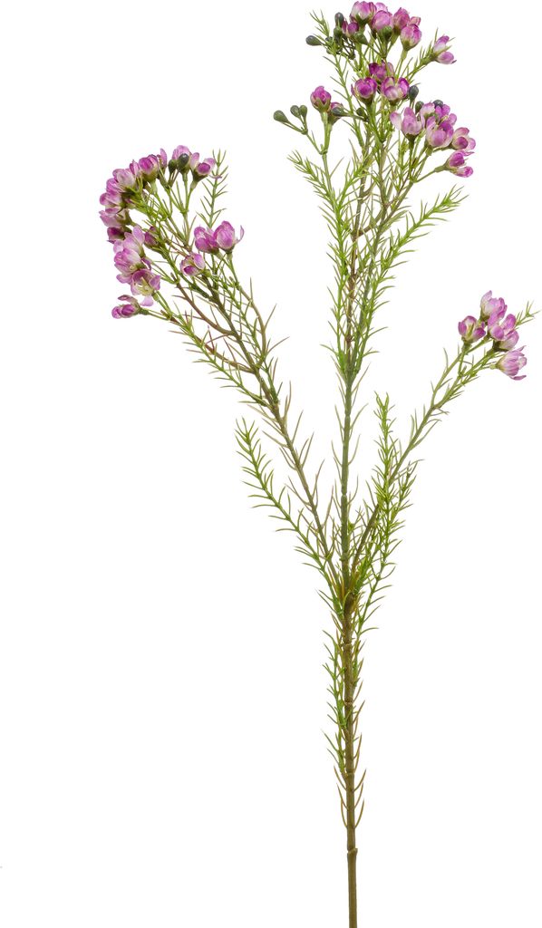 künstlicher Wachsblumenzweig Chamelaucium lila H. 78cm Emerald Kunstblumen