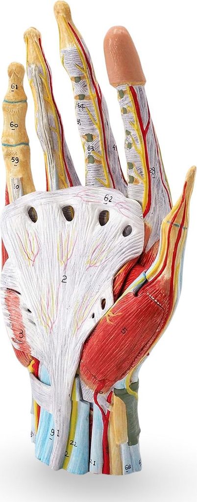 Hand Anatomie Modell lebensgroß mit Arterien und Venen Produktbild 