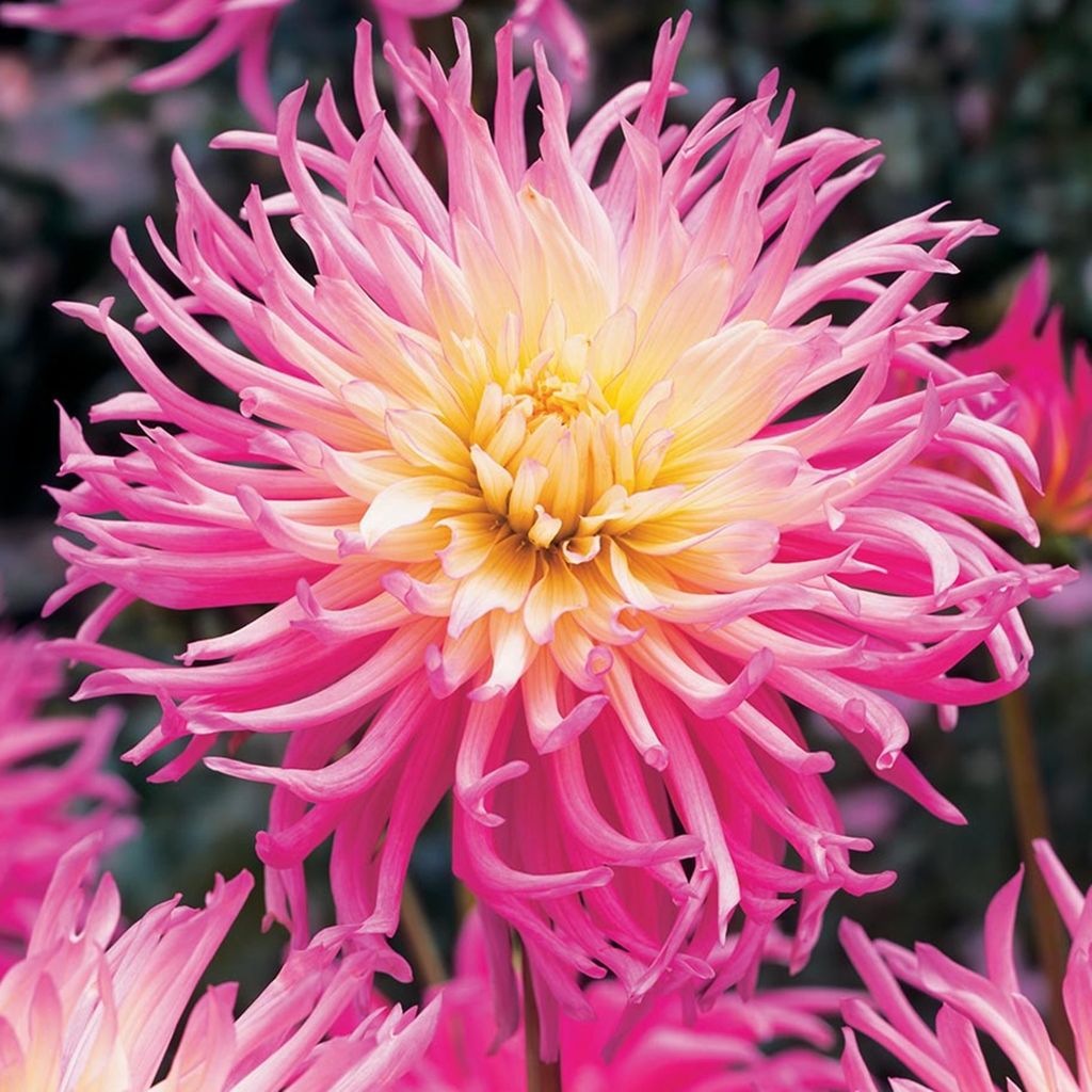 Kaktus Dahlia Star's Favourite 1 kus Sadenice dahlia veľké Obrázok produktu 