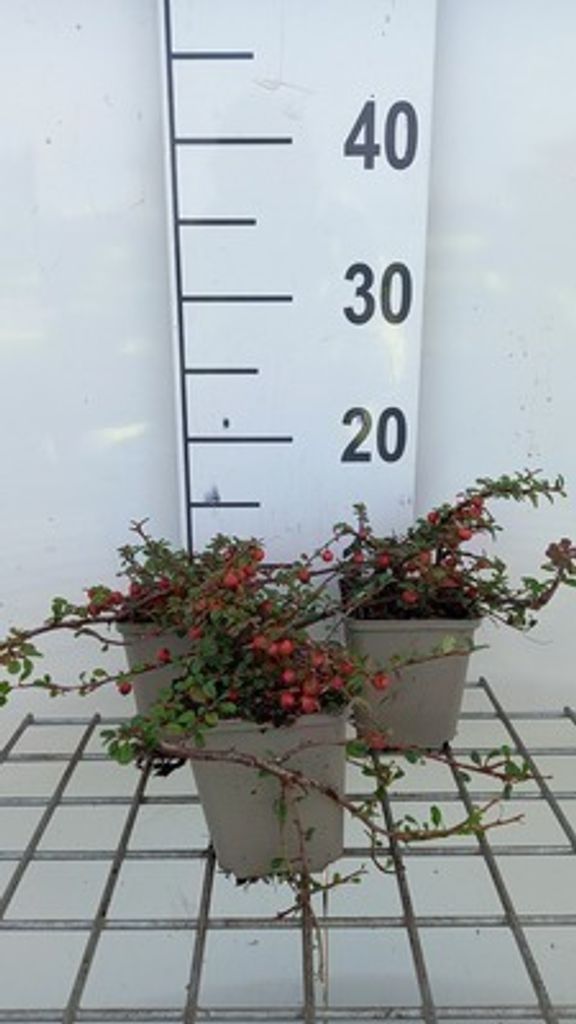 12 x Cotoneaster proc. 'Streib's Findling' - niesplik Zdjęcie produktu 