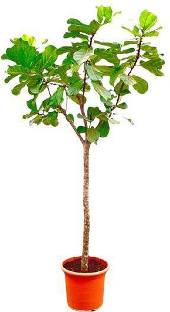 Geigen-Feige – Ficus Lyrata XXL – Zimmerpflanze 300cm – Ø55cm – Exklusive Designpflanze mit großen geigenförmigen Blättern – Tropisch...