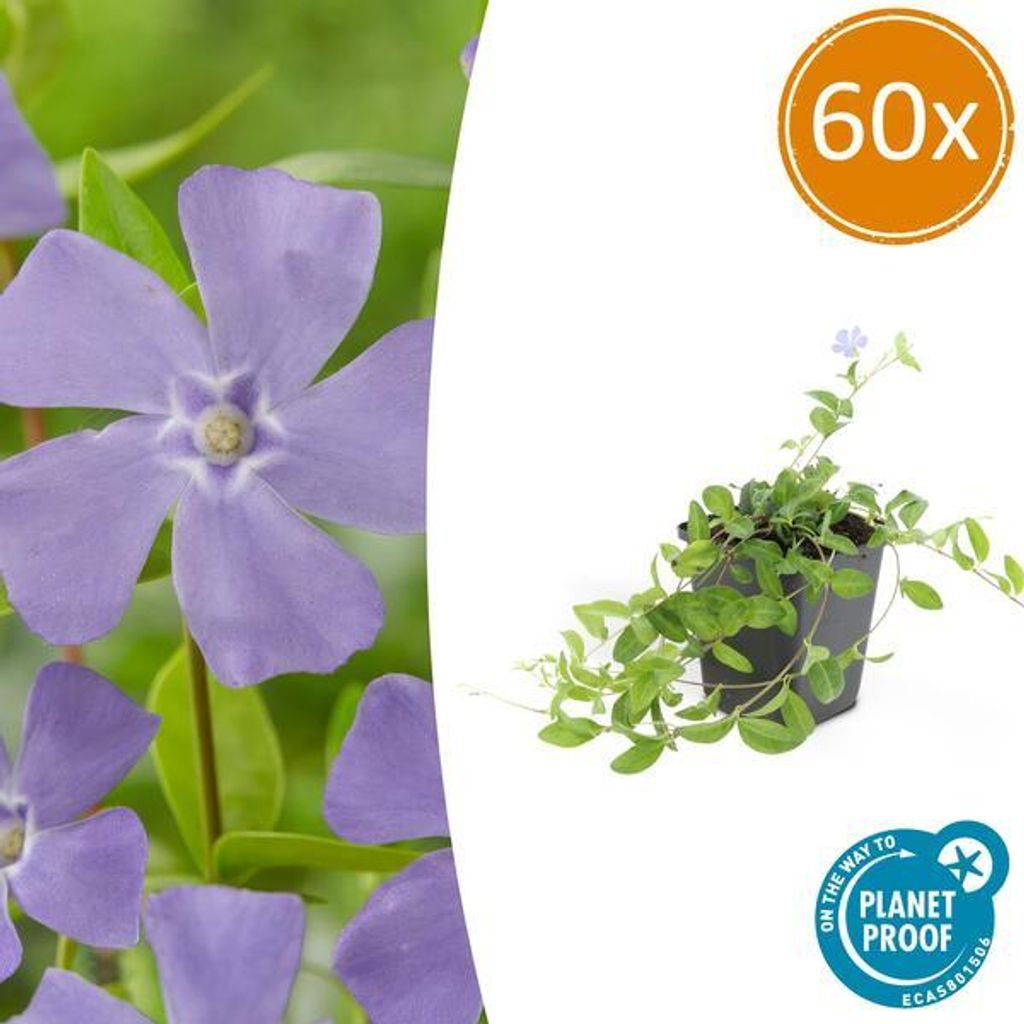 Vinca minor – 60 Pflanzen – Kleines Immergrün – Bodendecker – Blühend Blau – Sonne & Schatten – Pflegeleicht – Gartenpflanze