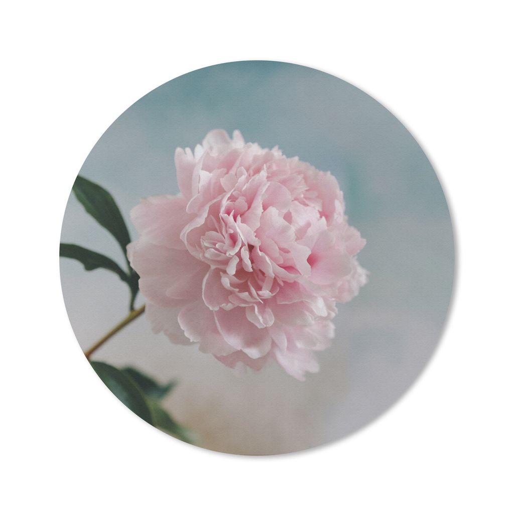MuchoWow Mauspad Mousepad Rosa Pfingstrose auf grauem Hintergrund 40x40 cm - Mousepads - Maus Mat - Pad - Mausunterlage - Schreibtisch Accessoires