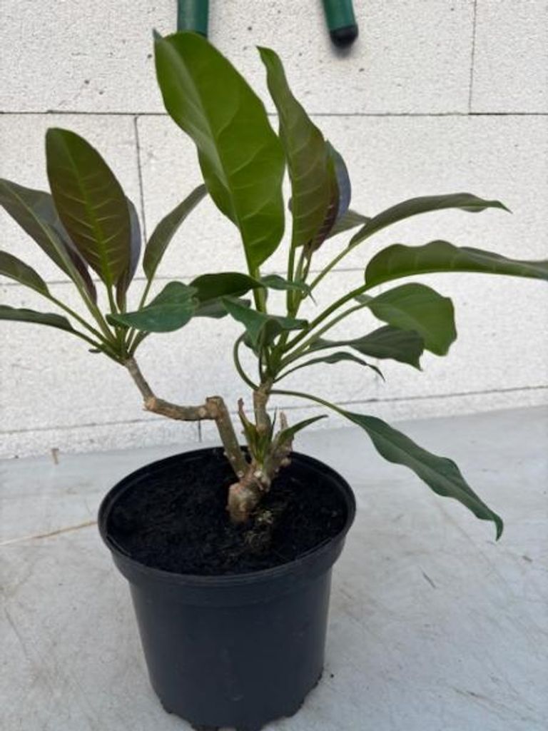 Goldkelch - Solandra maxima - Goldkelchwein - Götterpflanze