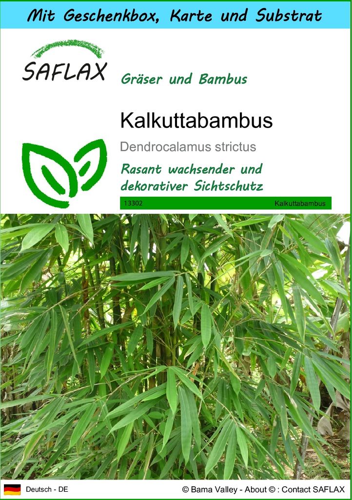 SAFLAX - Geschenk Set - Gräser-Bambus-Kalkuttabambus - 50 Produktbild 