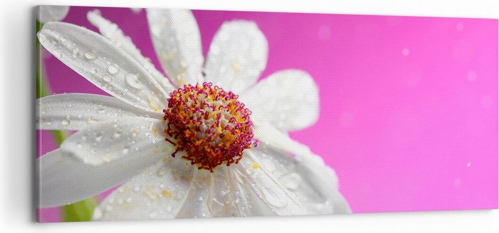 Bild auf Leinwand - Leinwandbild - Blume frühling garten - 100x40cm - Wand Bild - Wanddeko - Leinwanddruck - Bilder - Kunstdruck - Wanddekoration ...
