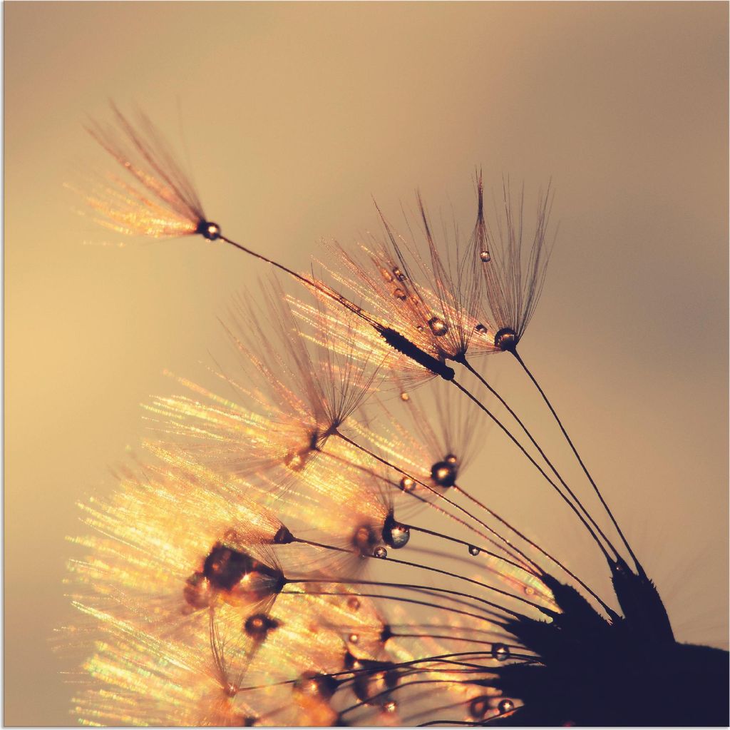ARTland Wandbild Alu für Innen & Outdoor Pusteblume Goldene Schirmchen Größe: 30x30 cm
