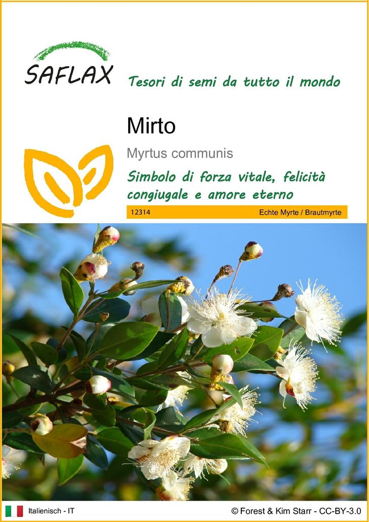 SAFLAX  - Mirto - 30 semi - Myrtus Immagine del prodotto 