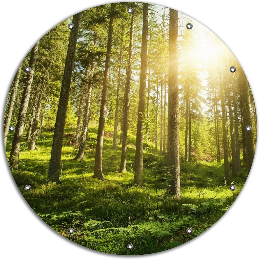 Wallario rundes Outdoor-Poster für Garten oder Balkon, Motiv Sonnenstrahlen im Nadelwald mit Moos und Farn, 90 cm Durchmesser