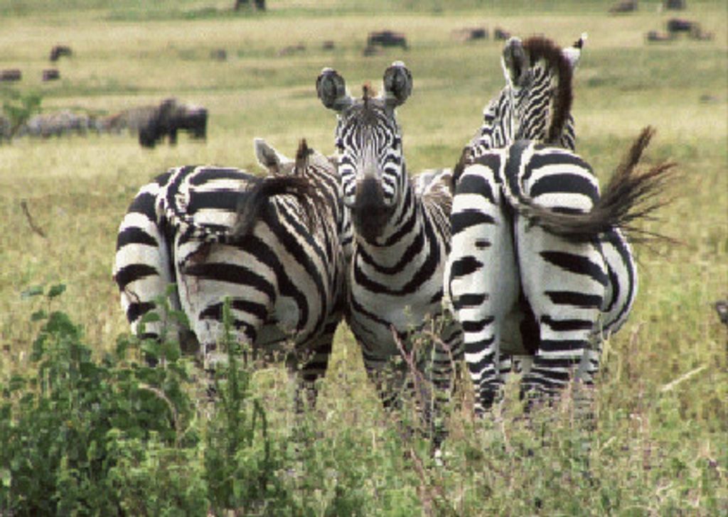 3 D Ansichtskarte Zebra Trio, Postkarte Wackelkarte Hologrammkarte Bild Wildtiere Afrika