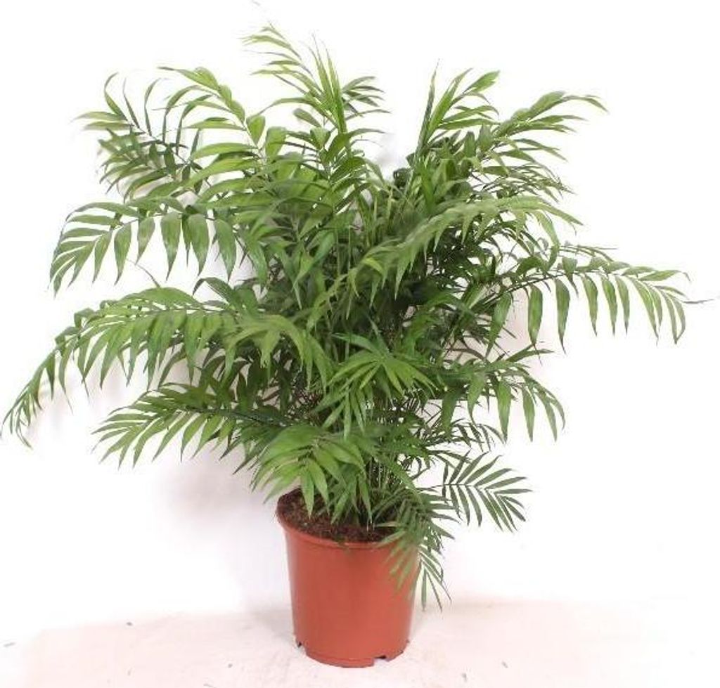 Chamaedorea elegans Zimmerpalme 100cm Ø24cm Zimmerpflanze Pflegeleicht