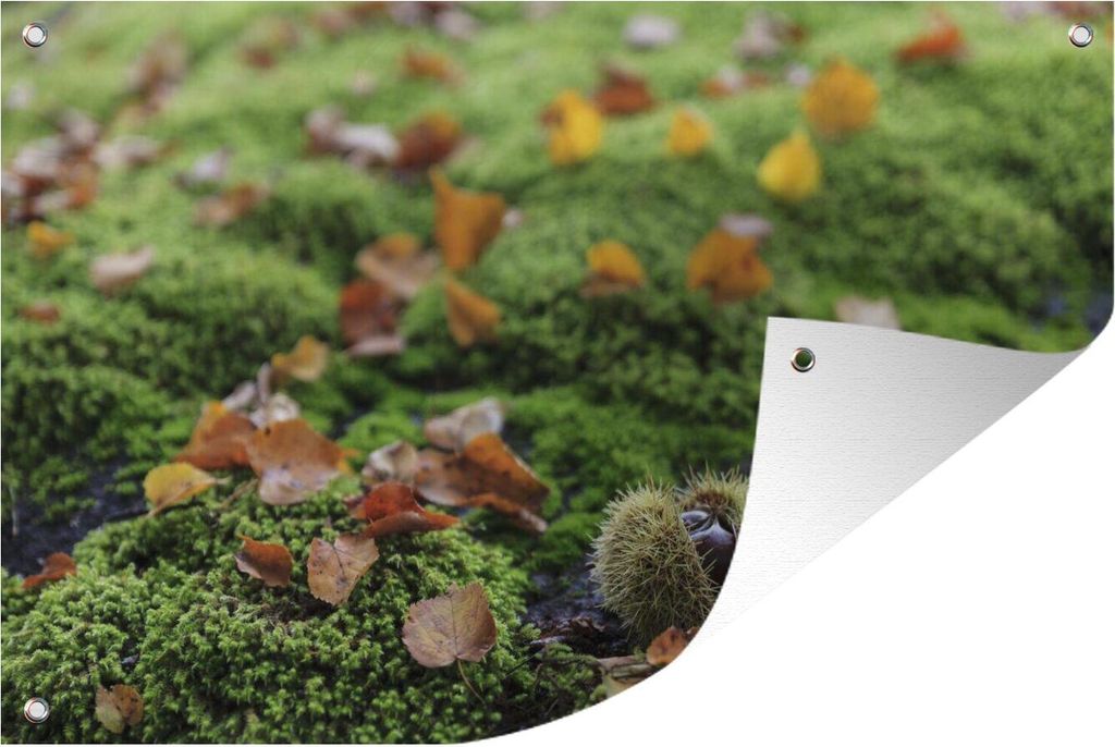 MuchoWow 120x80 cm Outdoor-Poster Gartendeko Sichtschutz Garten Poster für den Garten Grüner Waldboden mit den herbstlichen Farben der Edelkas...