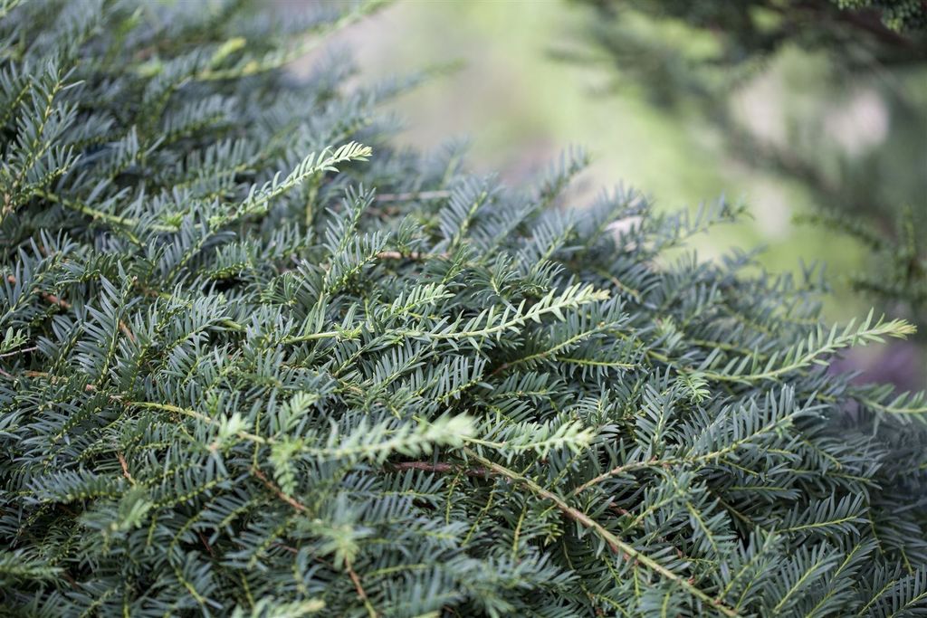Taxus baccata 'Dovastoniana', Eibe, 30–40 cm, immergrün