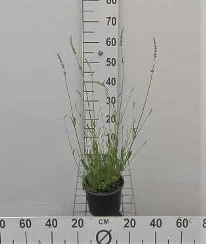 Lavandula int. 'Edelweiss' - Lavendel - Container 2 liter