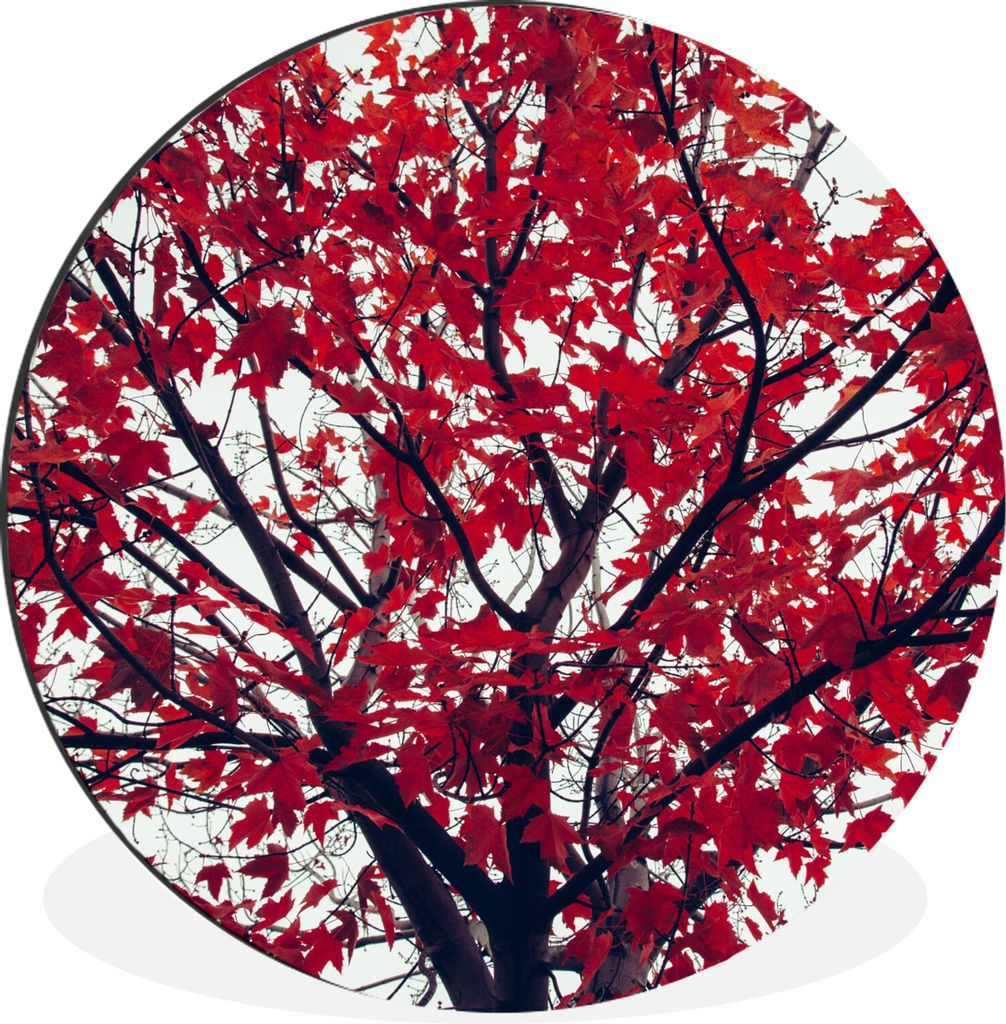 MuchoWow Aluminium Wandkreis Ahorn - Blätter - Herbst - Natur Ø 30 cm Wanddeko Modern Wohnzimmer - Wand Bild - Wohnzimmer - Runde Bilder - Alub...
