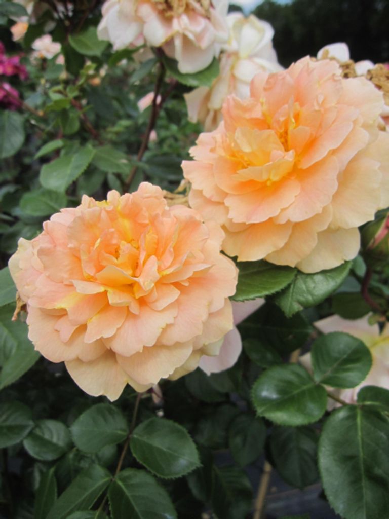 Rosa Schöne vom See - Stammrose Schöne vom See - Kordes Rose