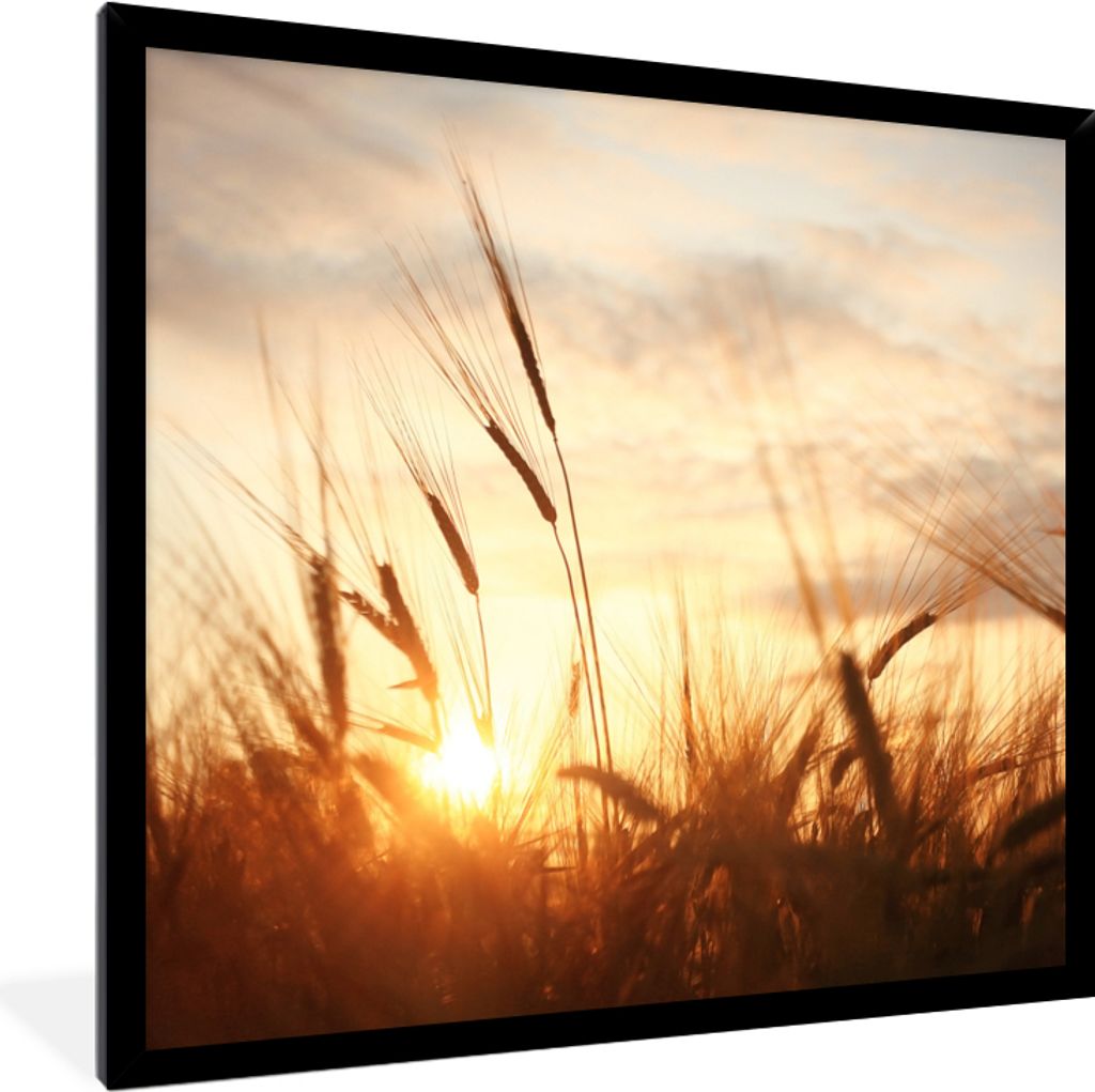 MuchoWow Gerahmtes Poster Schilf - Gras - Sonnenuntergang - Natur - Horizont 40x40 cm - Poster mit Schwarzem Bilderrahmen Wandposter Rahmen Foto ...
