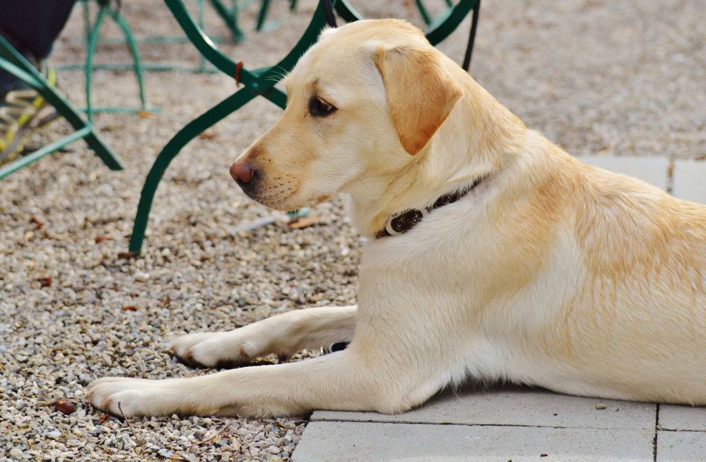 hansepuzzle 43214 - Labrador Puzzle, 500 Teile, Tierwelt, 46,0 x 30,0cm mit hochwertiger Aufbewahrung, Kartonbox und wiederverschließbarem Beutel