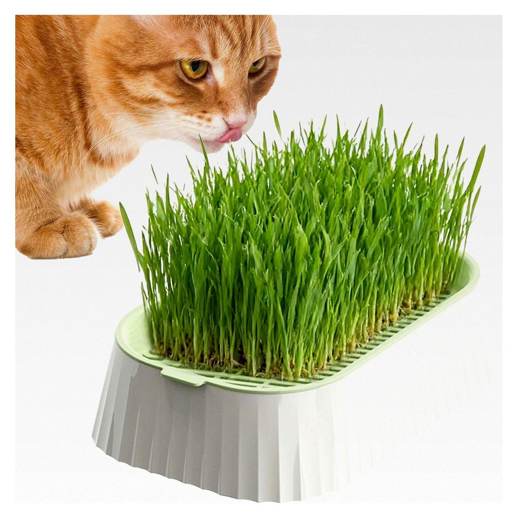 Katzengras Anzuchtset ohne Erde, Abnehmbares Wiederverwendbares 2-Stufen Pflanzgefäß - Für Innen- und Außenbereich