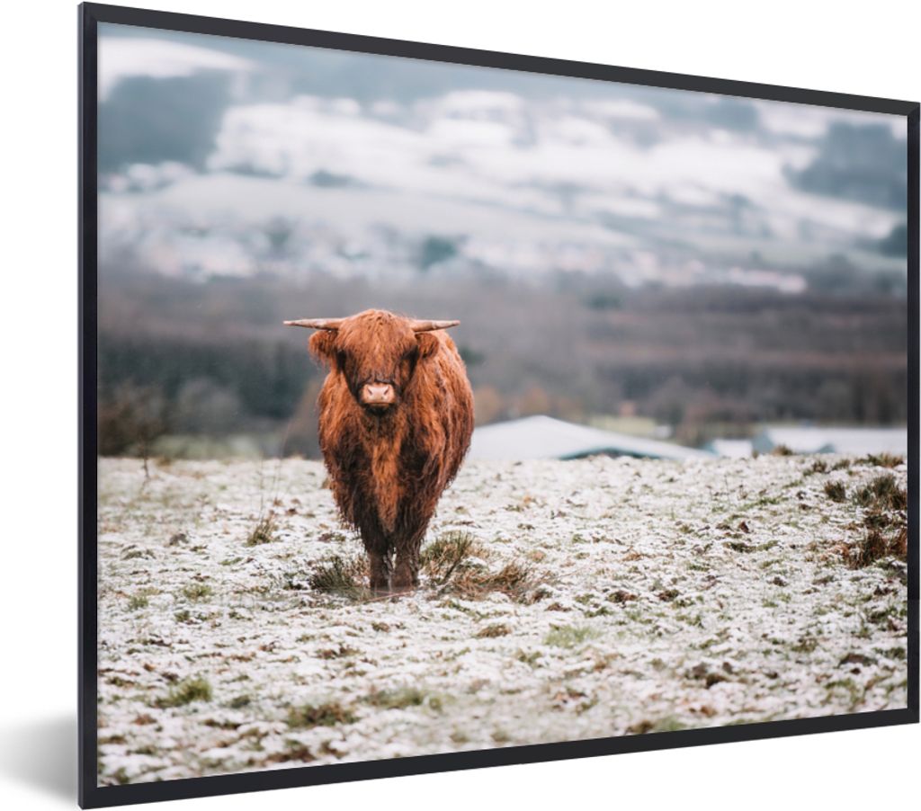 MuchoWow Gerahmtes Poster Schottischer Highlander - Schnee - Berg 80x60 cm - Poster mit Schwarzem Bilderrahmen Wandposter Rahmen Foto Bilder - Sc...