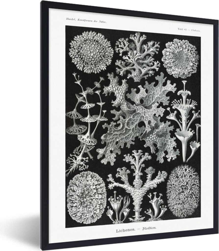 MuchoWow Gerahmtes Poster Moos - Botanisch - Vintage - Schwarz und weiß - Pilz Illustration 30x40 cm - Poster mit Schwarzem Bilderrahmen Wandpos...