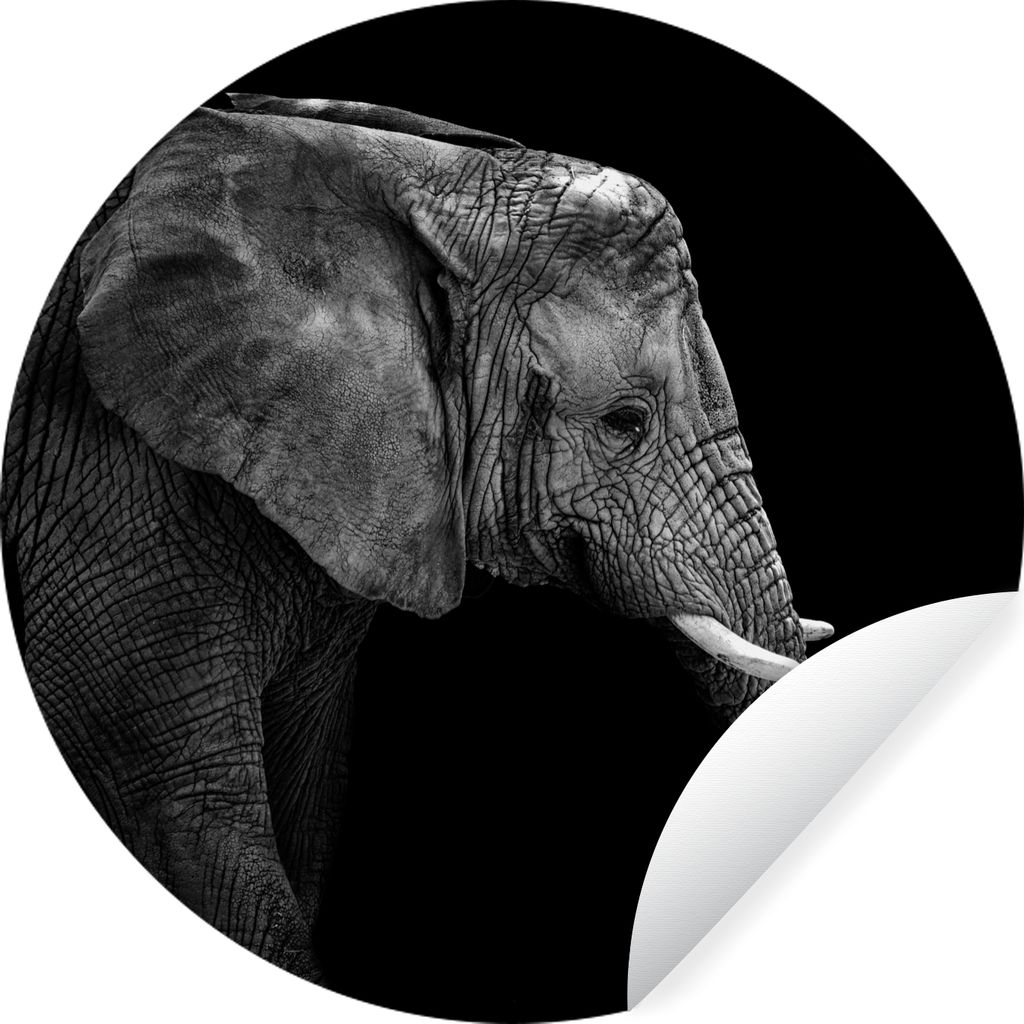 MuchoWow Runde Wandtattoo - Wandsticker Tapete Aufkleber Elefant - Schwarz und weiß - Porträt - Tiere Ø 50 cm Selbstklebend und Repositionierb...