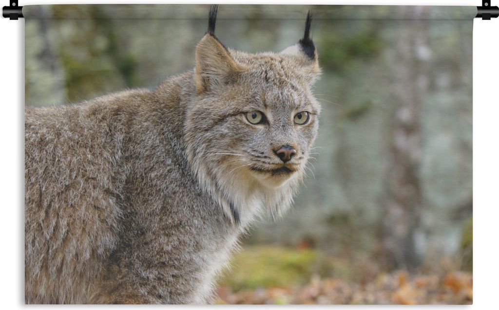 MuchoWow Wandteppich Wandbehang Luchs - Wald - Grau 60x40 cm Tapisserie Dekoration Wandtuch - Wanddekorationen