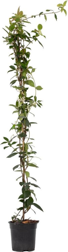 Jaśmin Toskański - Trachelospermum jasminoides - W110-120cm Zdjęcie produktu 