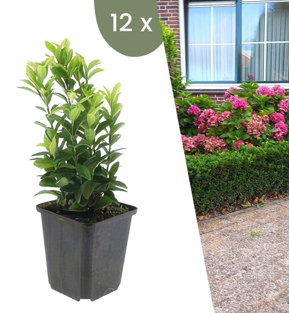 Plants by Frank | 12 Japanischer Spindelstrauch Pflanzen | Euonymus Japonicus 'Green Spire' | Heckenpflanzen | Gartenpflanzen