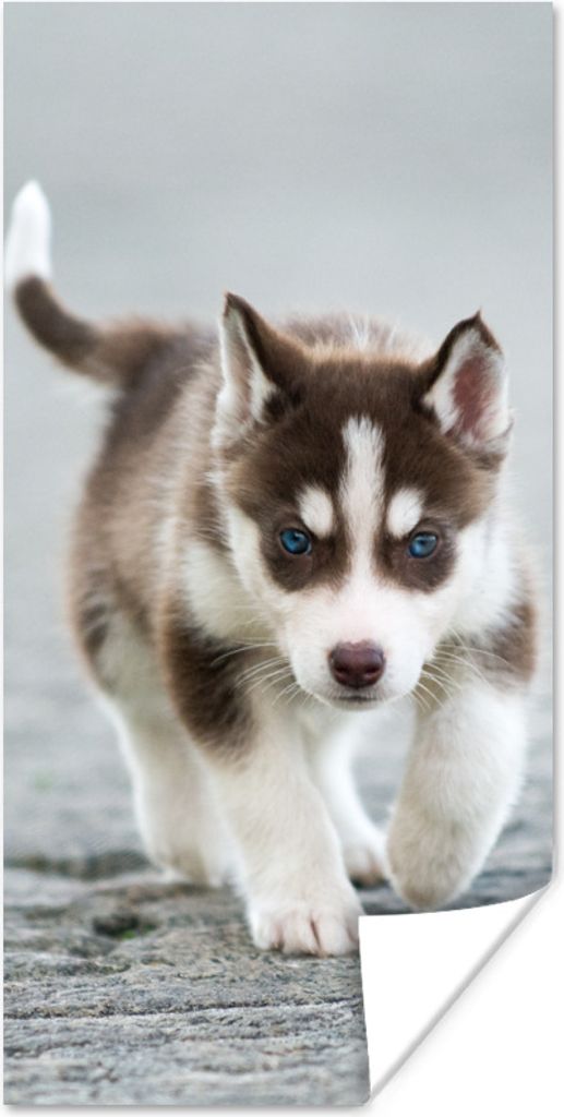 MuchoWow Poster Husky-Welpe läuft über die Straße 60x120 cm - Wandschmuck