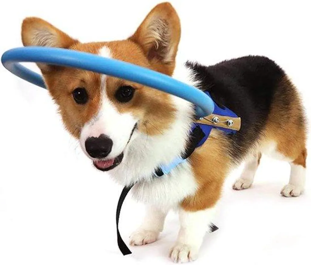 Collier de protection chien aveugle : évitez les chocs et les blessures