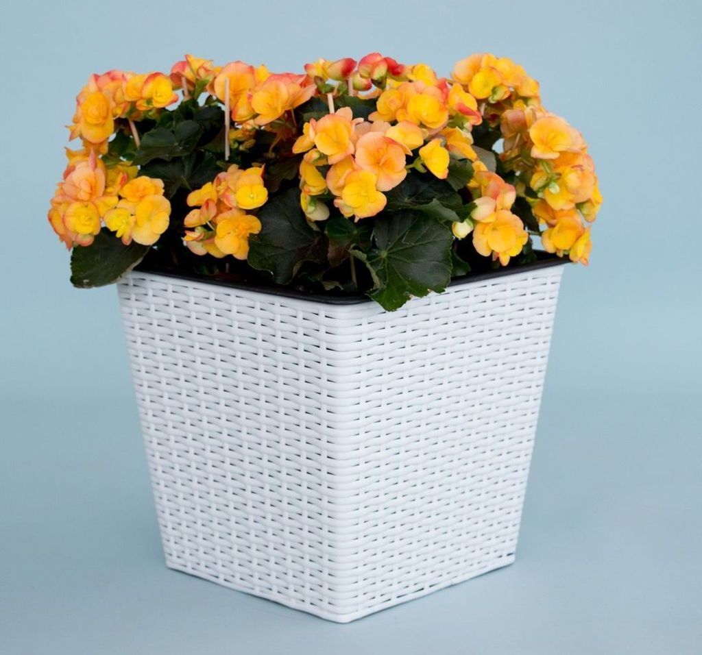 Elegant Einrichten | Pflanzkübel | quadratisch konisch | Polyrattan | 34x34x31cm | weiß