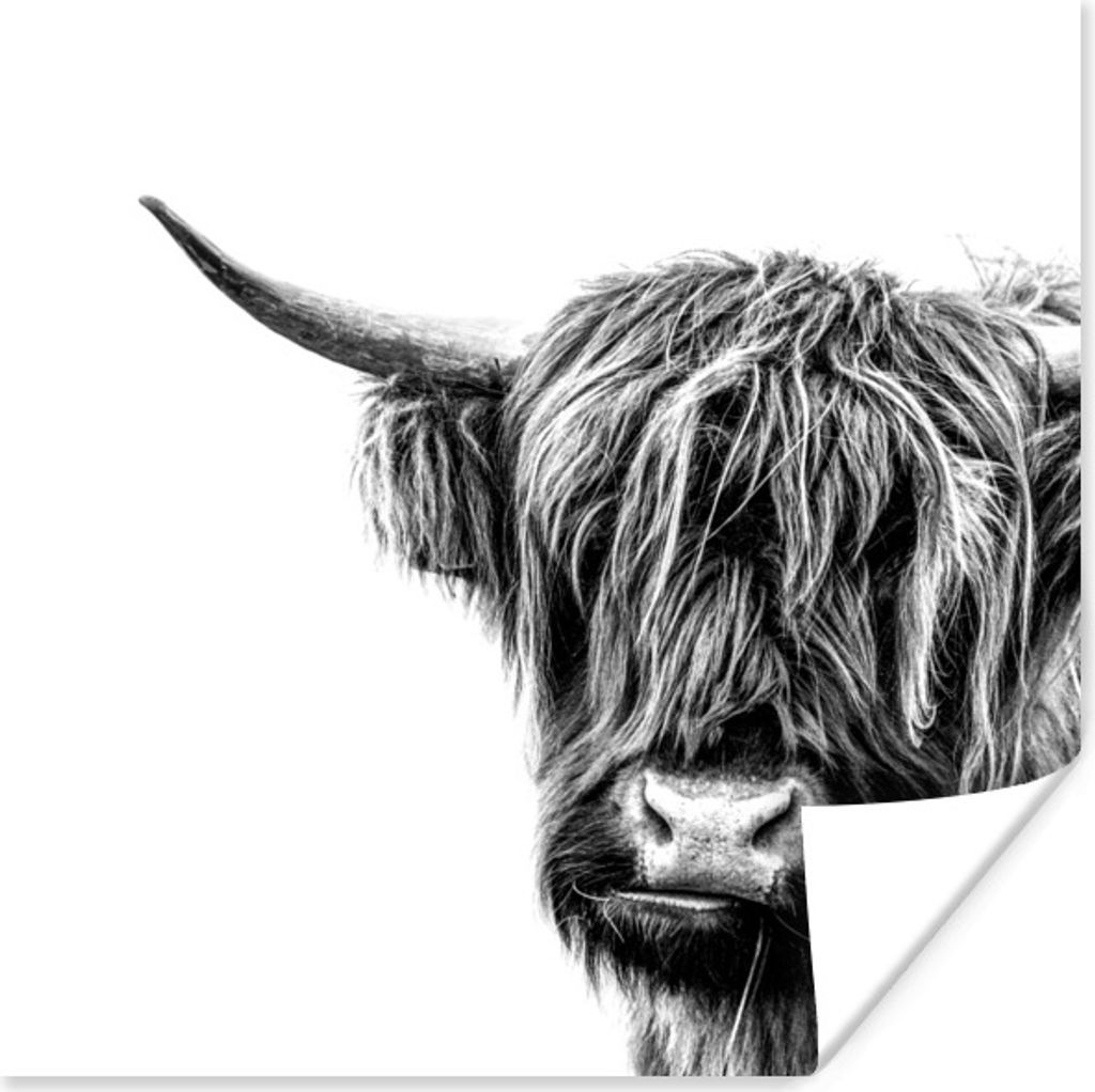 MuchoWow Poster Schottischer Highlander - Horn - Schwarz - Weiß 75x75 cm - Wand Dekoration